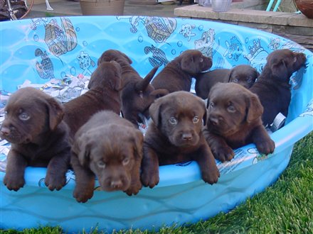 choclabpups